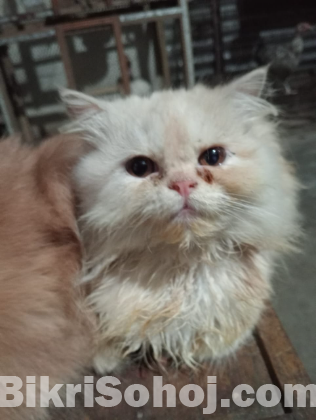Parsian cat